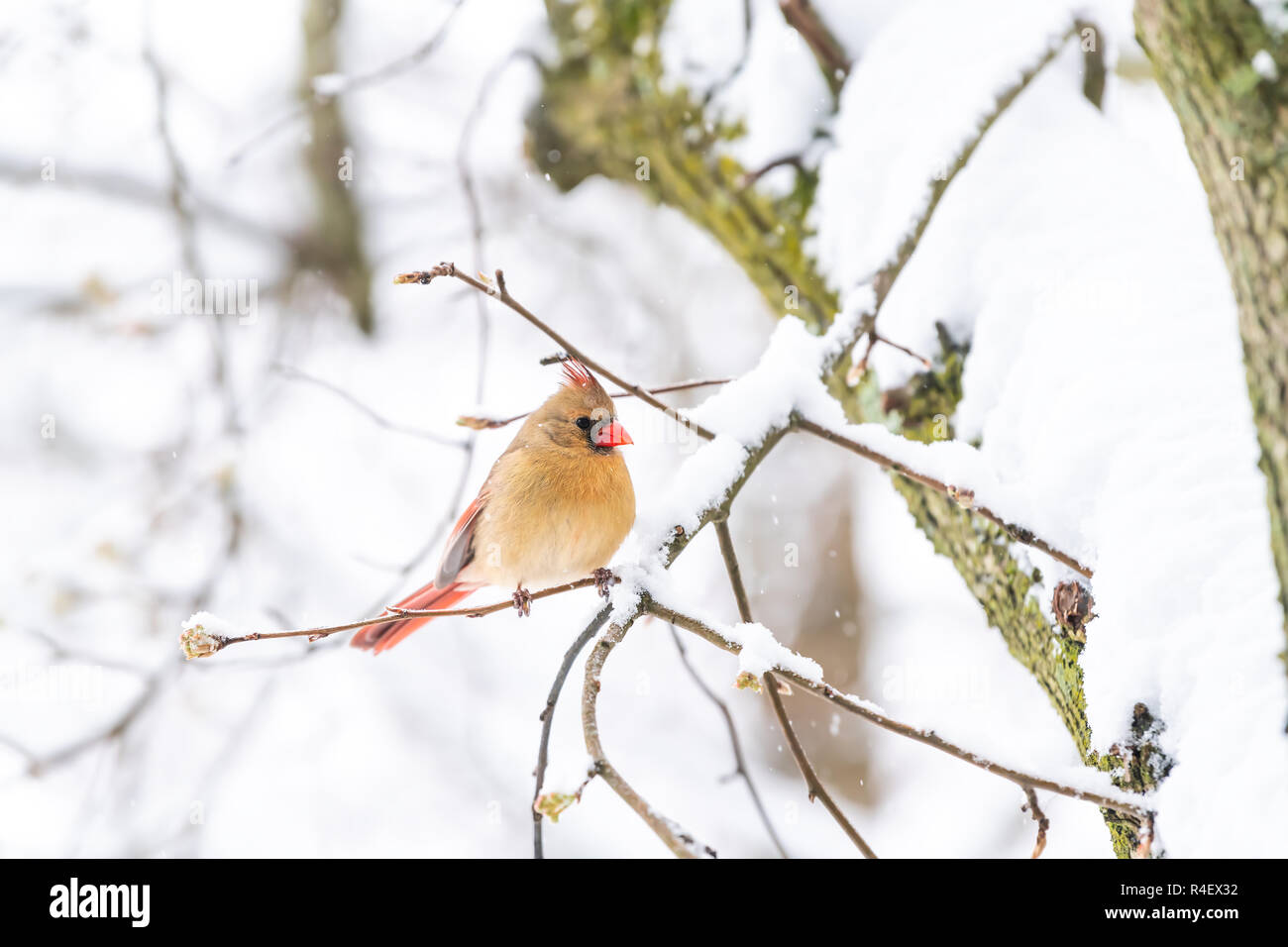 Closeup of one fluffed, puffed up orange, red female cardinal bird side, perched on sakura, cherry tree branch, covered in falling snow with buds duri Stock Photo