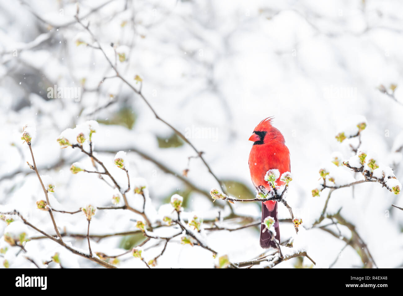 Closeup of fluffed, puffed up red male cardinal bird, looking, perched on sakura, cherry tree branch, covered in falling snow with buds, heavy snowing Stock Photo