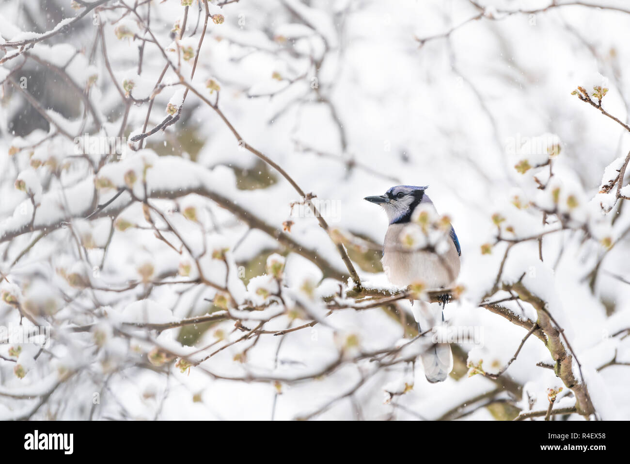 Closeup of fluffed, puffed up blue jay bird, looking, perched on sakura, cherry tree branch, covered in falling snow with buds, heavy snowing, cold sn Stock Photo