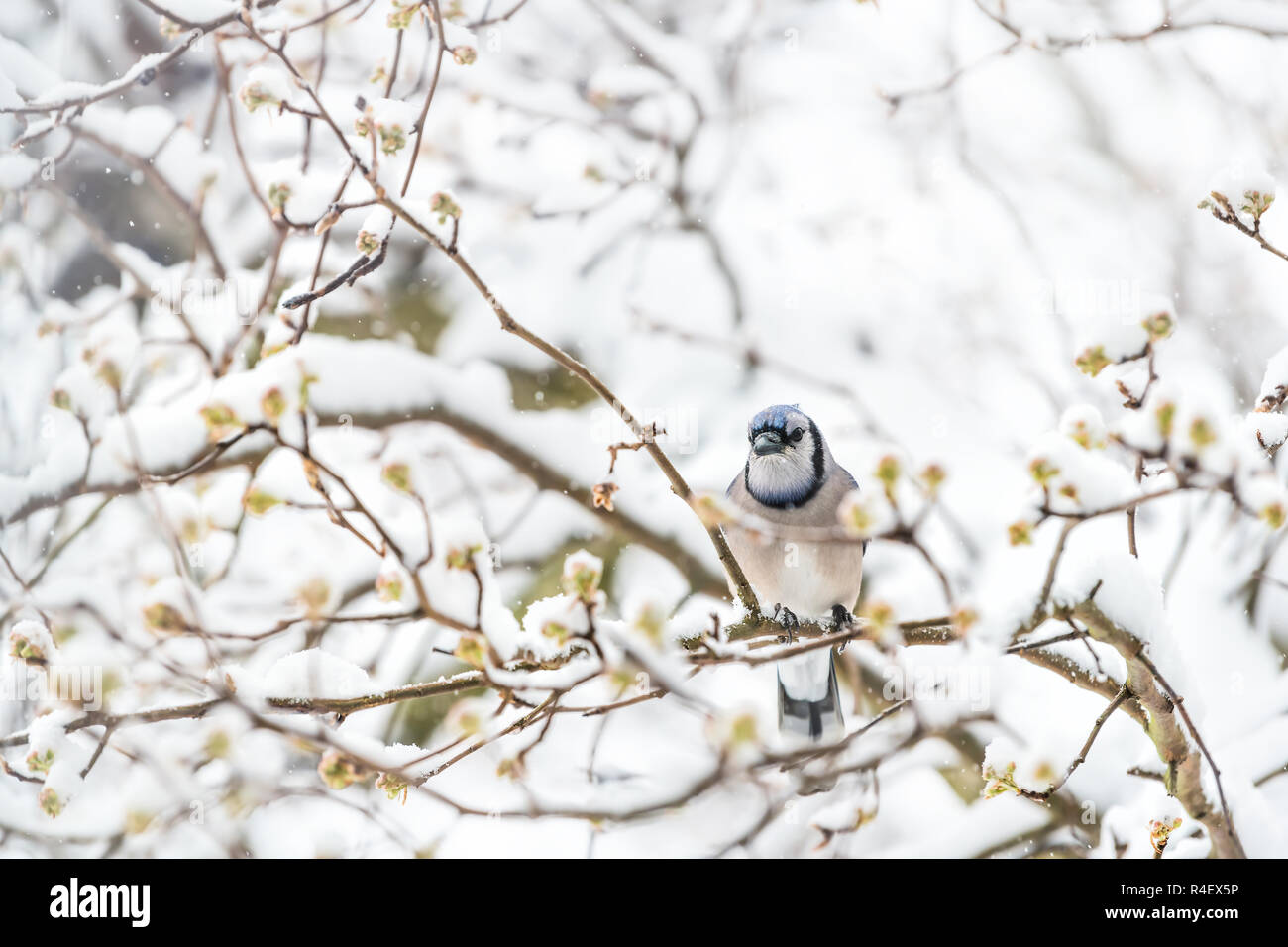 Closeup of fluffed, puffed up blue jay bird, looking angry, perched on sakura, cherry tree branch, covered in falling snow with buds, heavy snowing, c Stock Photo