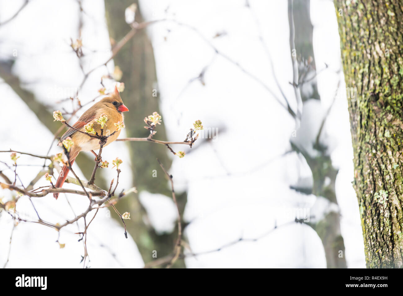 Closeup of fluffed, puffed up orange, red female cardinal bird side, perched on sakura, cherry tree branch, covered in falling cold snow with buds dur Stock Photo