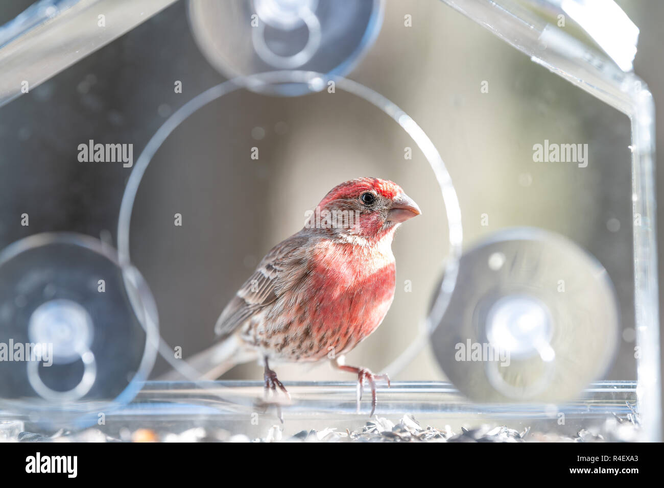 Closeup of red male house finch bird sitting, perched on glass window feeder perch, holding sunflower seed in beak, eating, shelling, cracking seeds i Stock Photo