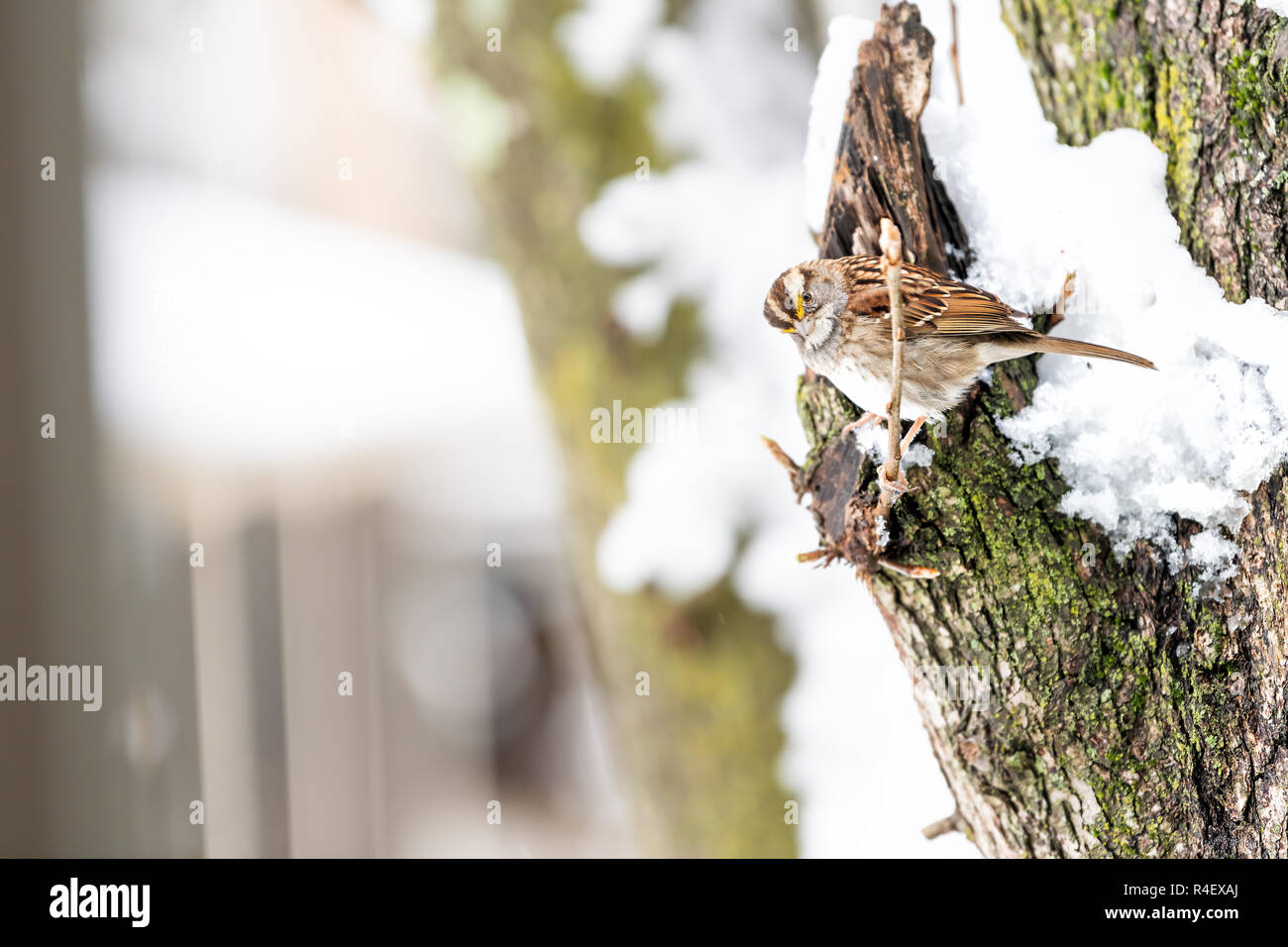 Closeup of one fluffed, puffed up sparrow bird perched on cherry tree branch, trunk covered in falling snow with buds during heavy snowing, snowstorm, Stock Photo