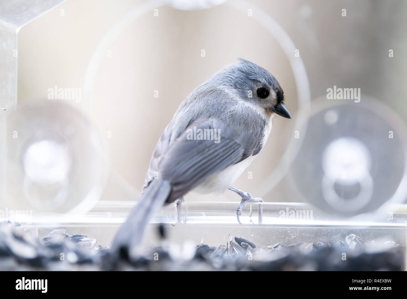 Back Closeup Of Curious Tufted Titmouse Perched On Plastic Window