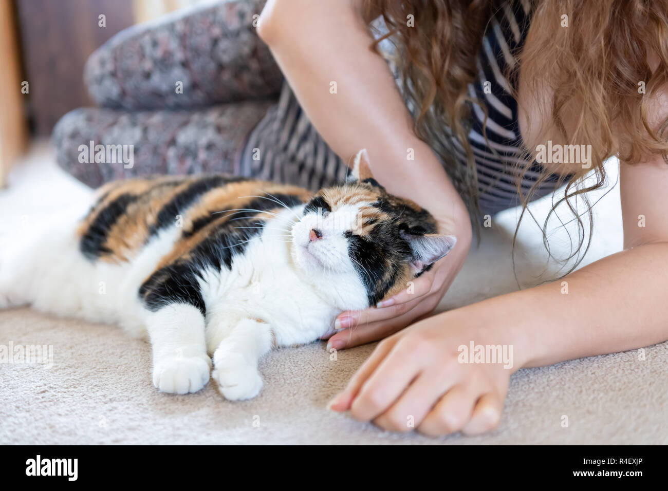 Closeup of calico cat lying on carpet floor together with female, woman, person owner petting, hand touching head, neck in home, house, apartment room Stock Photo