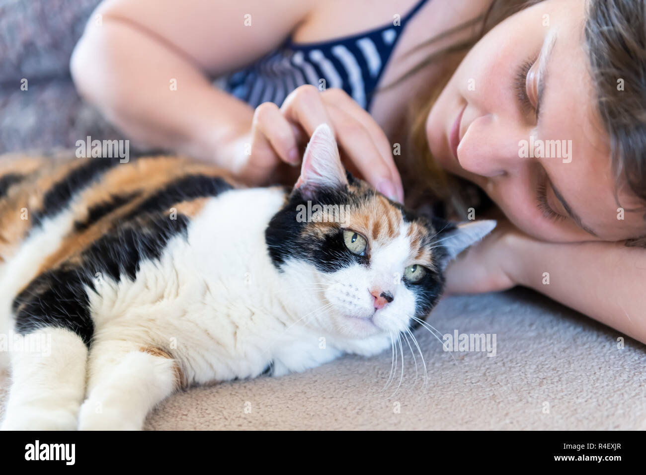 Closeup of calico cat lying on carpet floor together with female, woman, person owner petting, hand, fingers touching head in home, house, apartment r Stock Photo