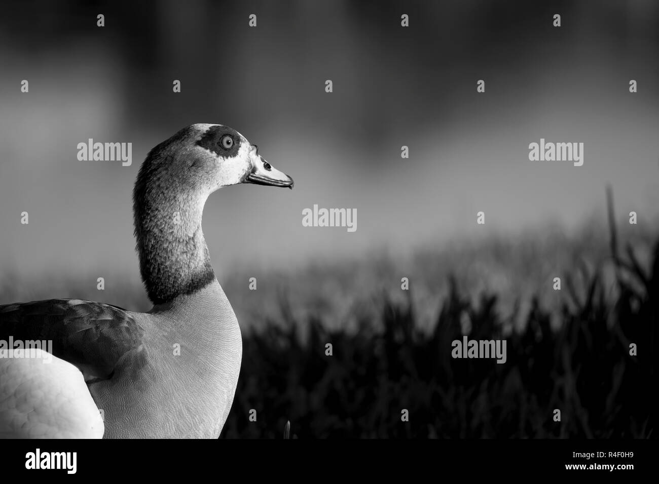 Swan duckling Black and White Stock Photos & Images - Alamy
