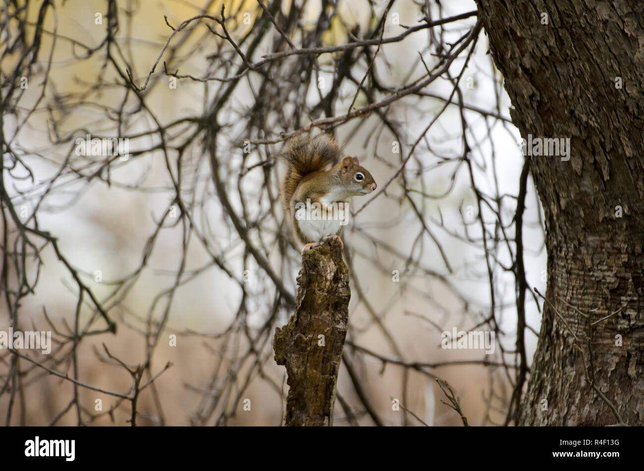 A red squirrel perched on a tree stump Stock Photo
