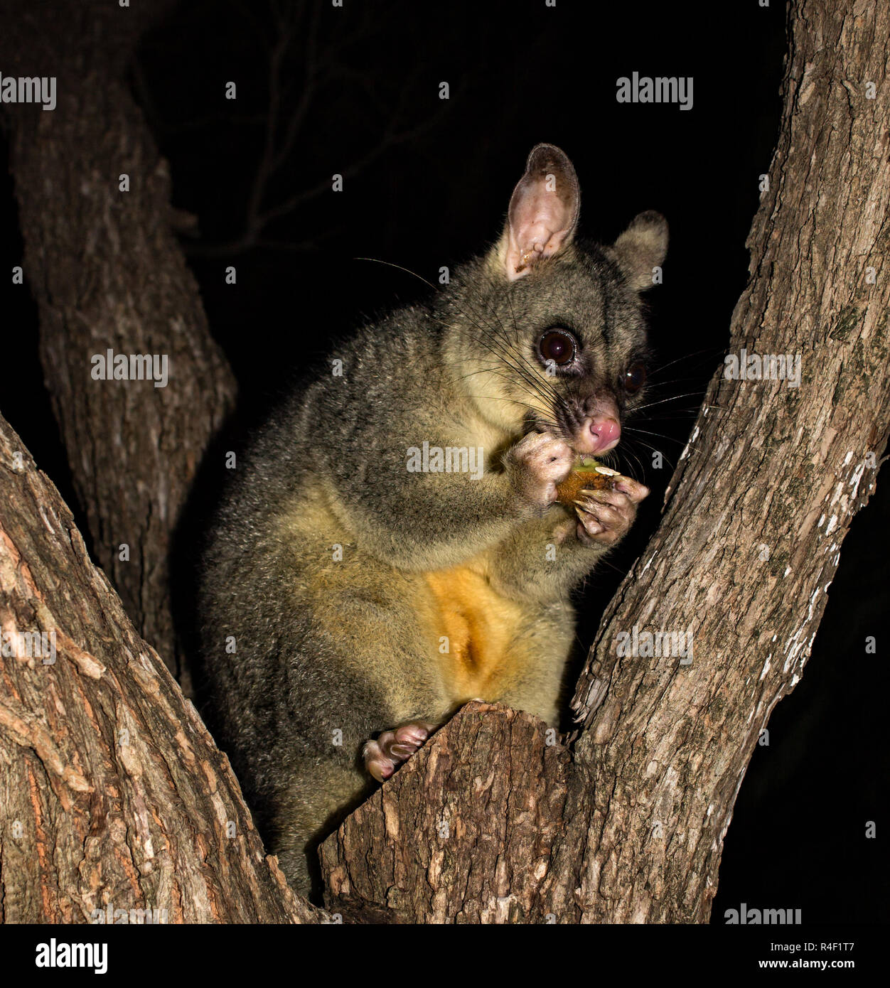 Brush Tail Possum in a tree Stock Photo