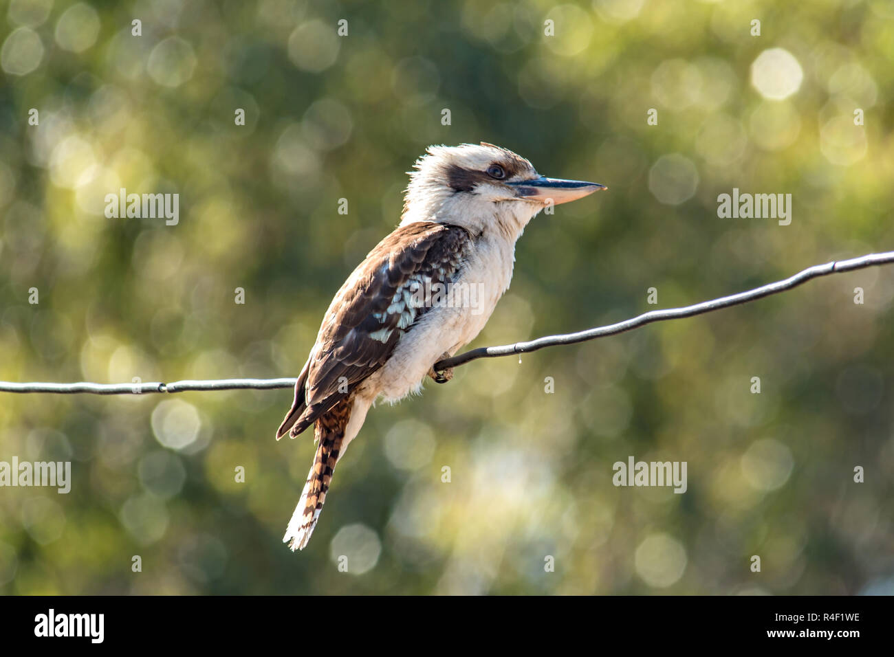Kookaburra sitting on a wire Stock Photo Alamy