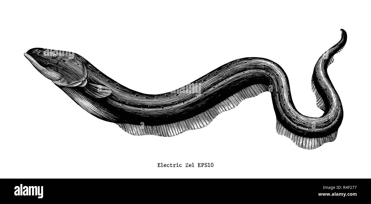 Electric Eel hand drawing vintage engraving illustration Stock Vector