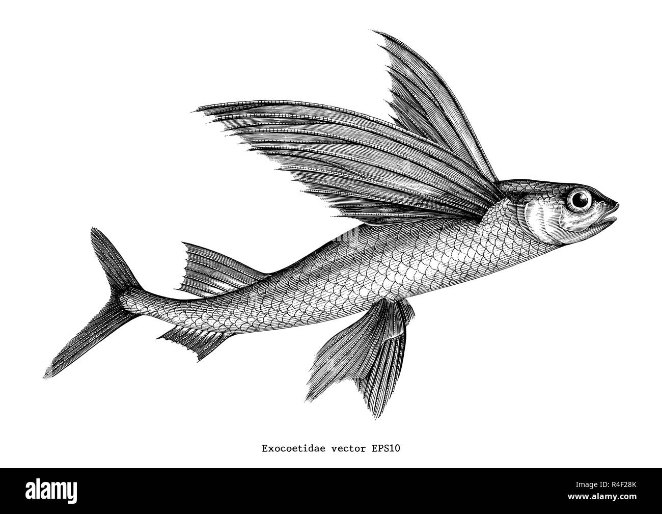 Exocoetidae or Flying fish hand drawing vintage engraving illustration Stock Vector