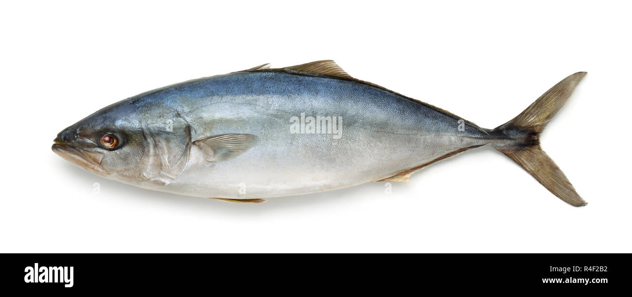 Side view of fresh tuna fish isolated on white Stock Photo