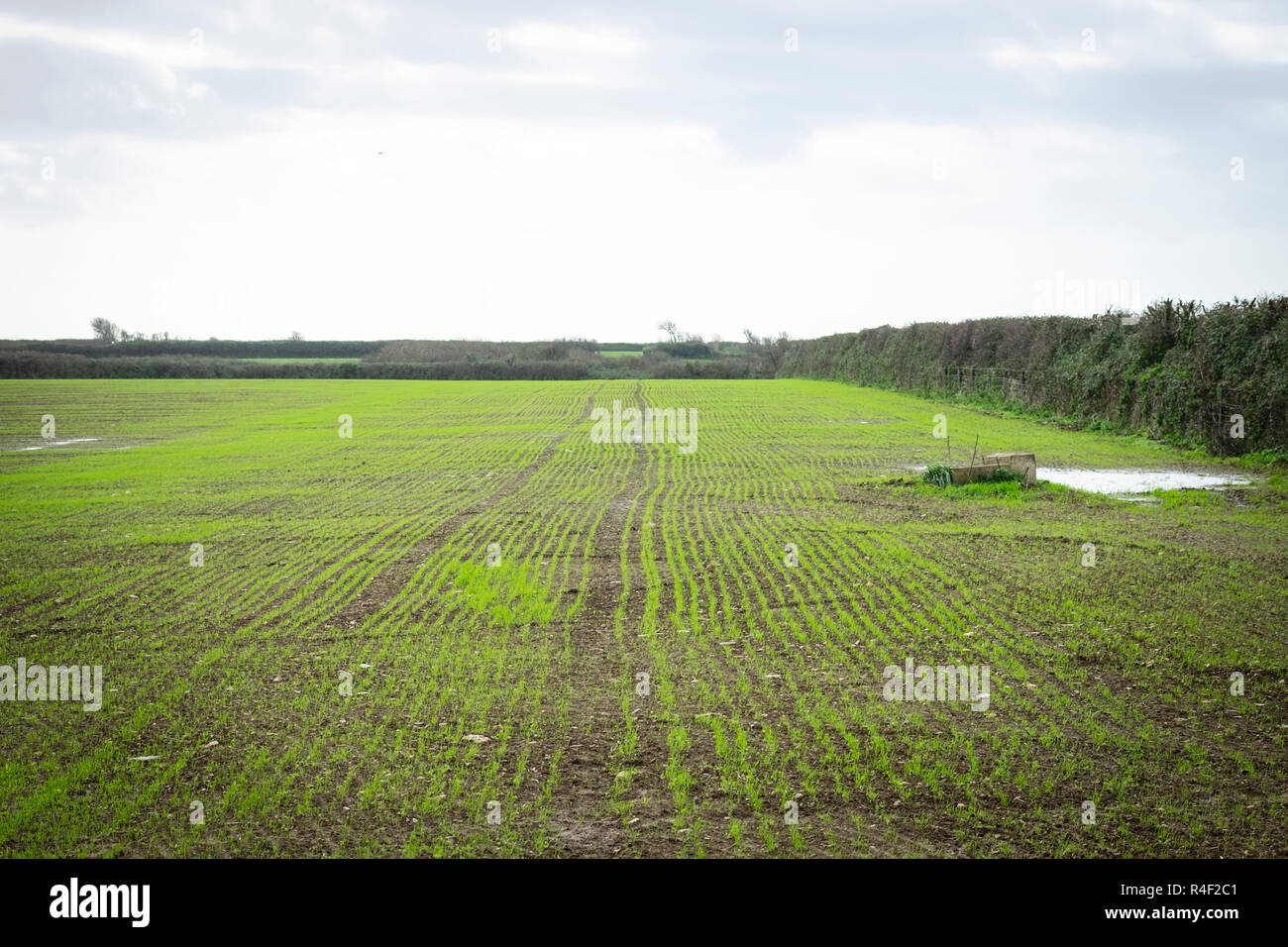 Newly sown arable land, farmland, Devon Stock Photo