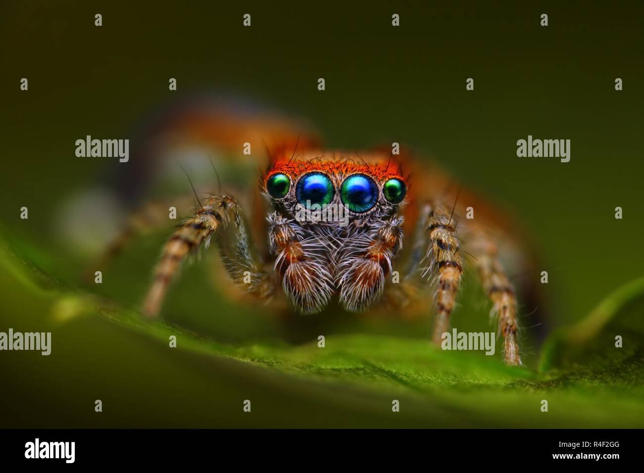 Beautiful close-up of a (Saitis barbipes) Jumping spider. Stock Photo