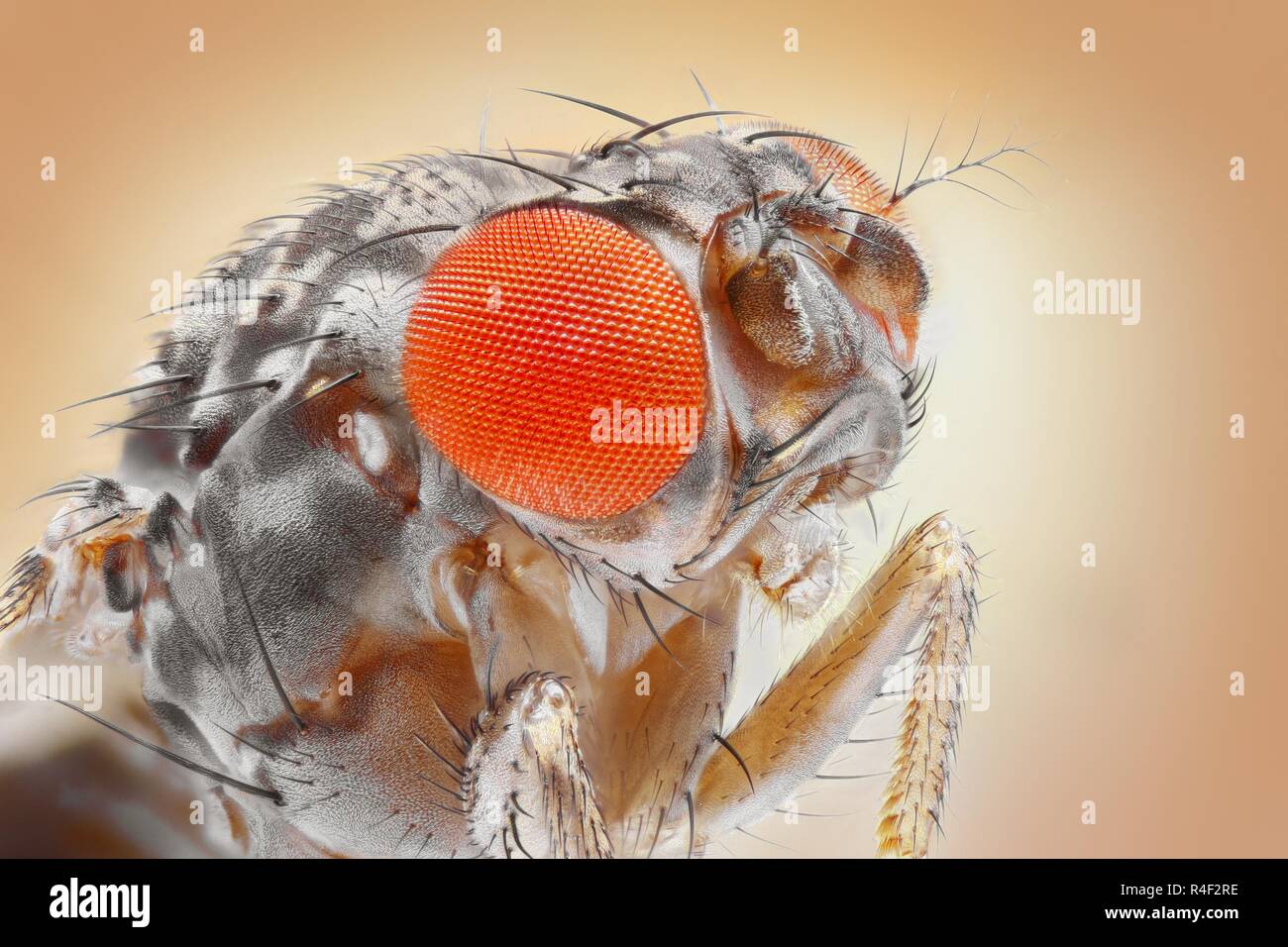 Extremely sharp and detailed image of the fruit fly at an extreme magnification taken with a microscope objective. Stock Photo