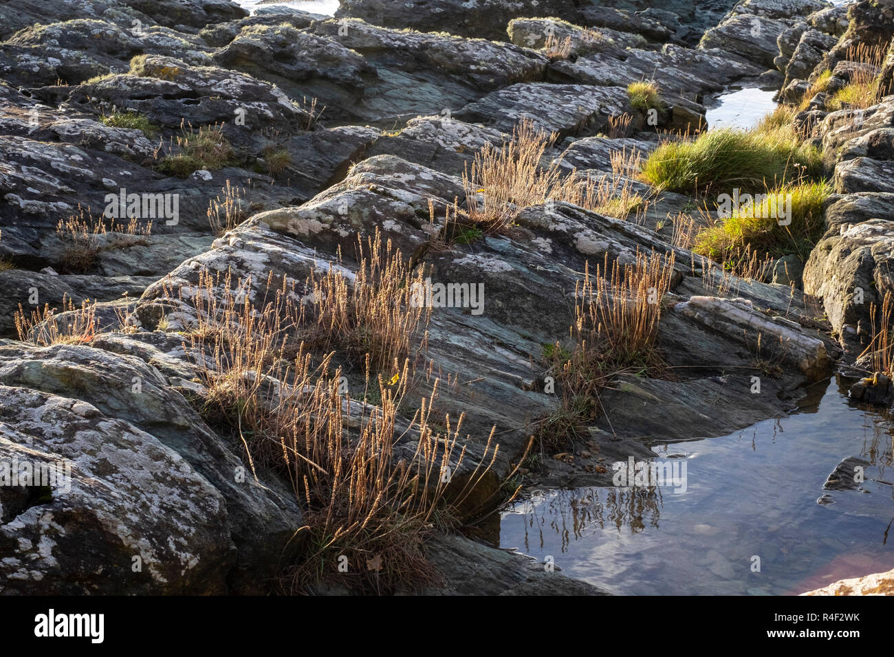 Beach details, East Prawle, Devon Stock Photo Alamy