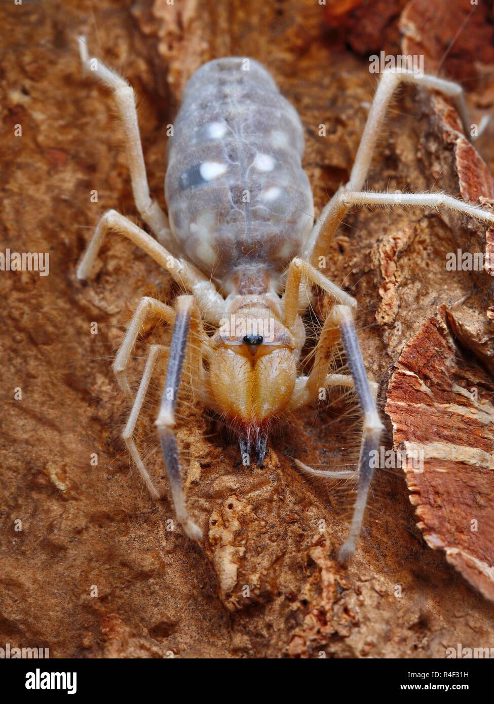 Close up photo of a Camel spider Stock Photo