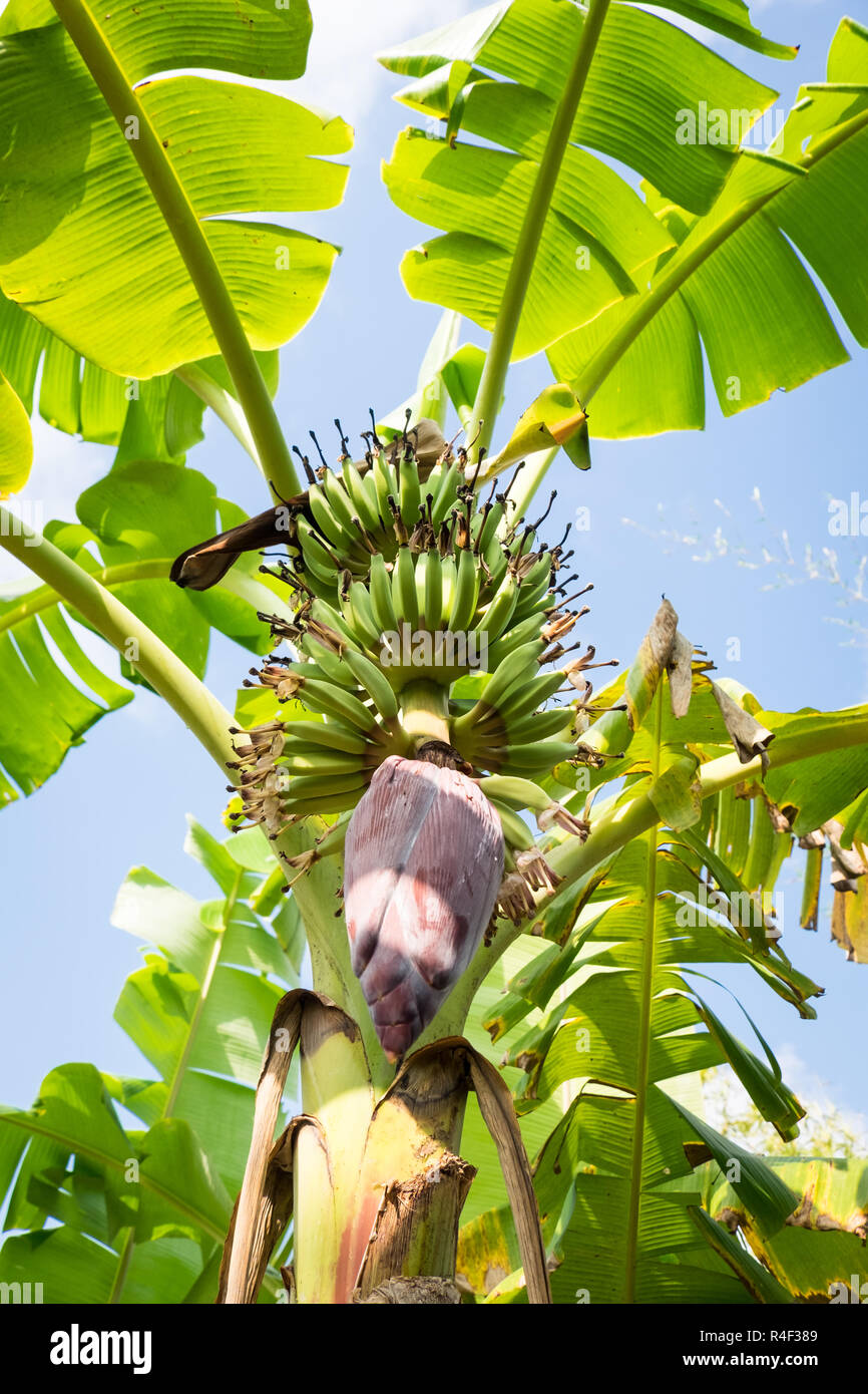 Vietnam banana hires stock photography and images Alamy