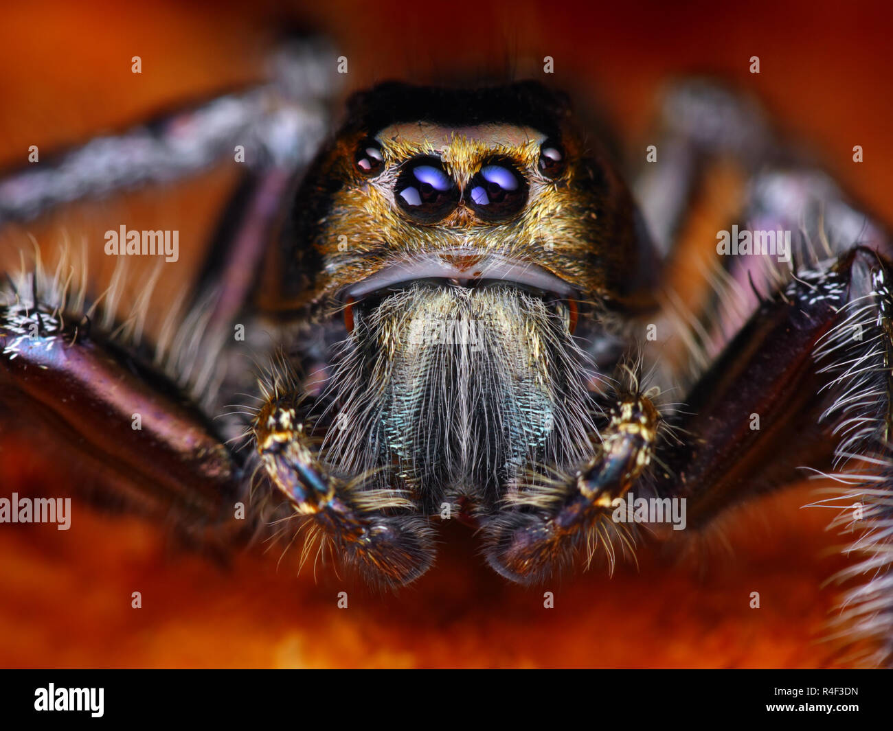Beautiful close-up of a (Hyllus Diardi) Jumping spider - This is one of the biggest jumping spiders in the world. Stock Photo