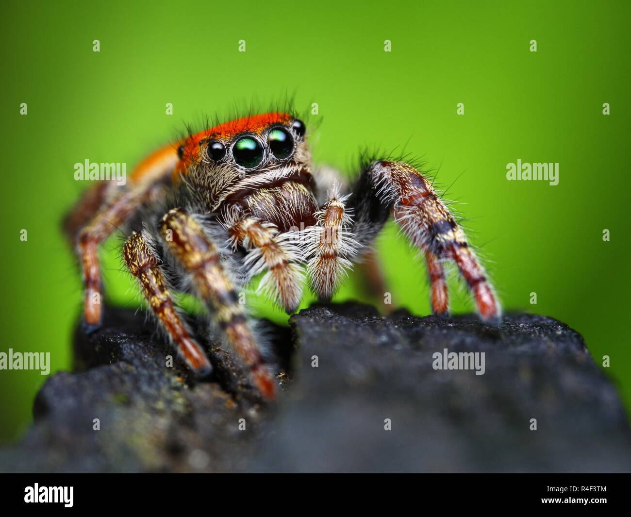 Beautiful close-up of a (Phidippus whitmani) Jumping spider. Stock Photo