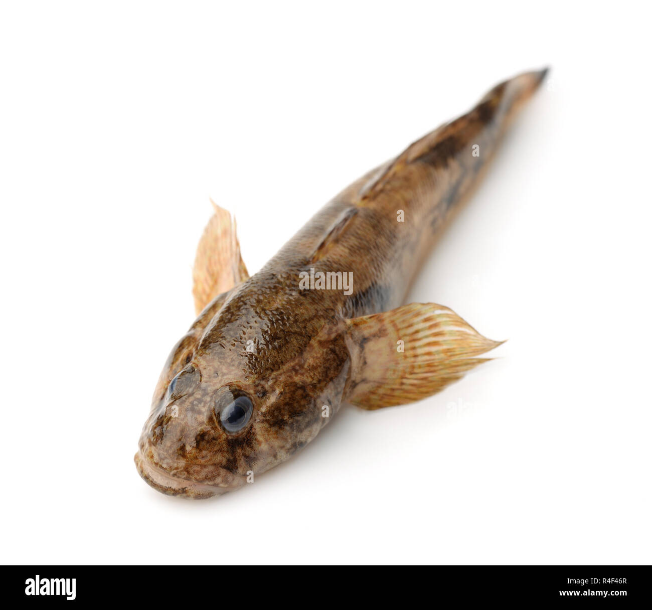 Monkey goby fish  isolated on a white Stock Photo