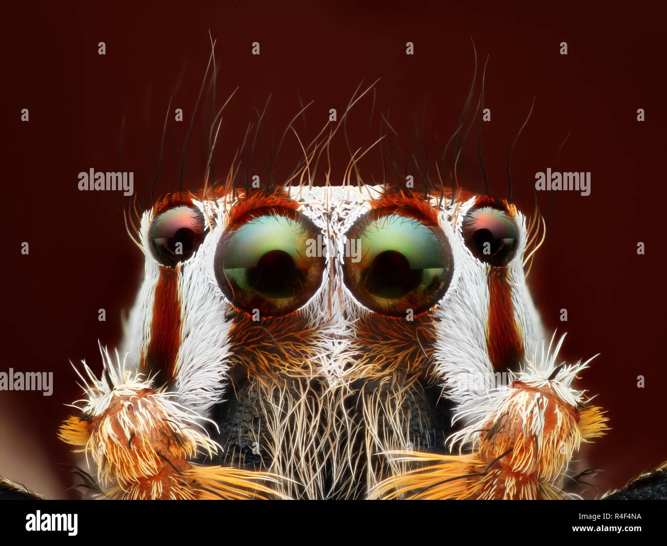 Extremely sharp and detailed close-up of a jumping spider Stock Photo