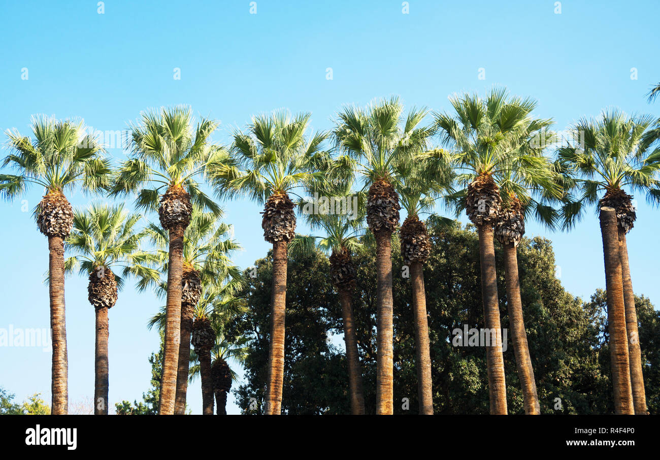 Huge palm trees hi-res stock photography and images - Alamy