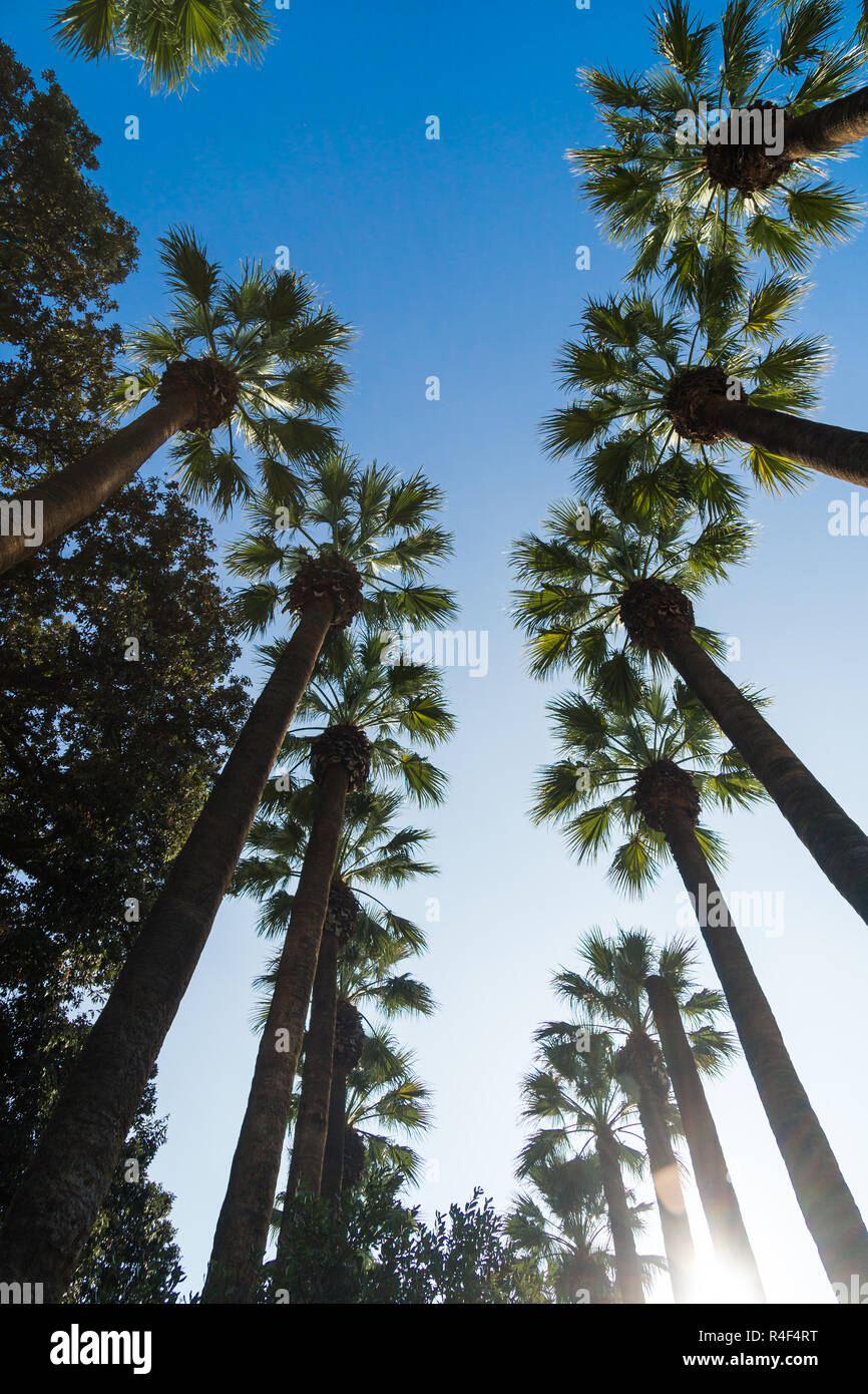 Huge palm trees hi-res stock photography and images - Alamy