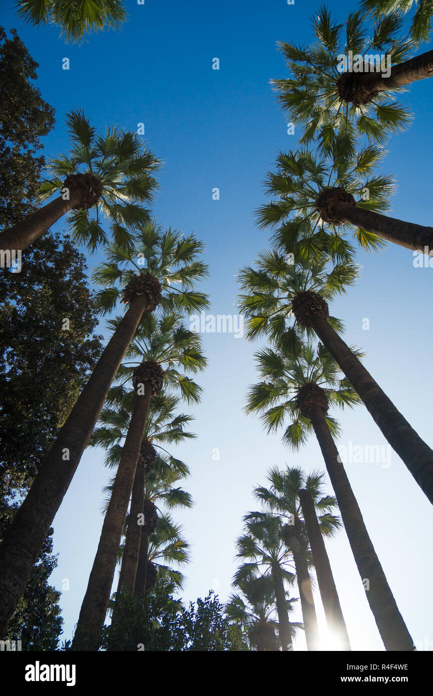 Alley palm trees on sunset hi-res stock photography and images - Alamy