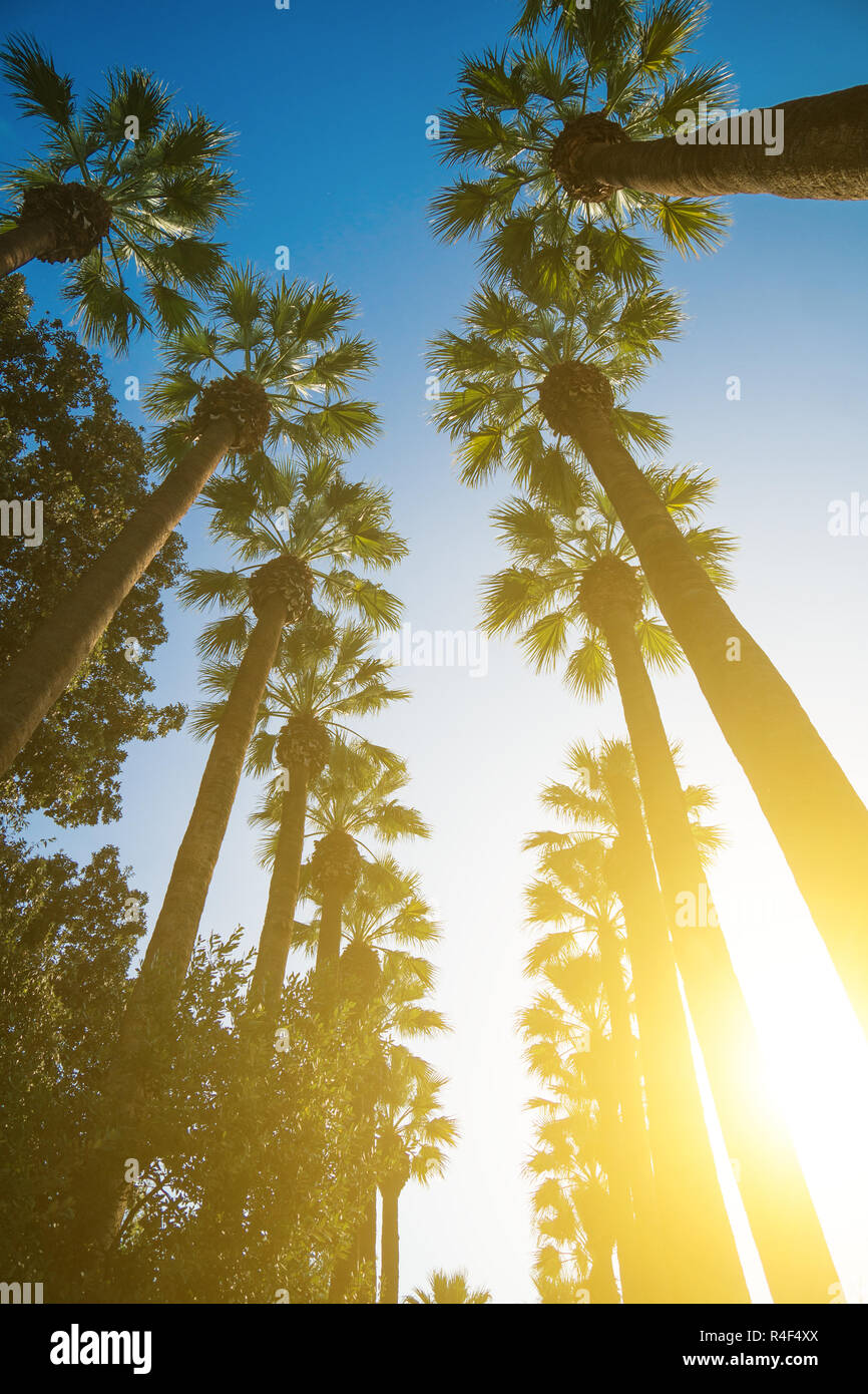 Huge palm trees hi-res stock photography and images - Alamy