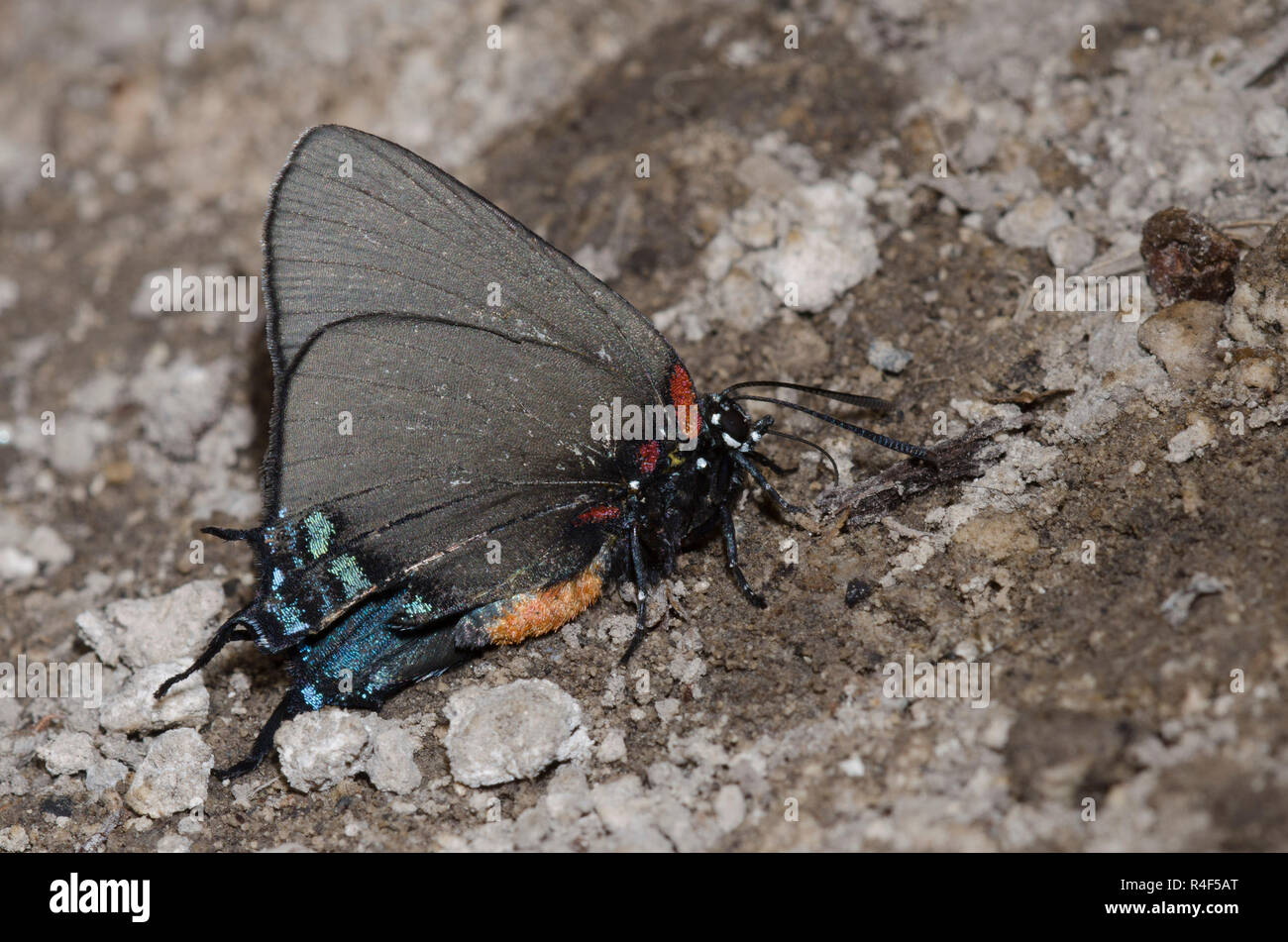 Atlides High Resolution Stock Photography and Images - Alamy