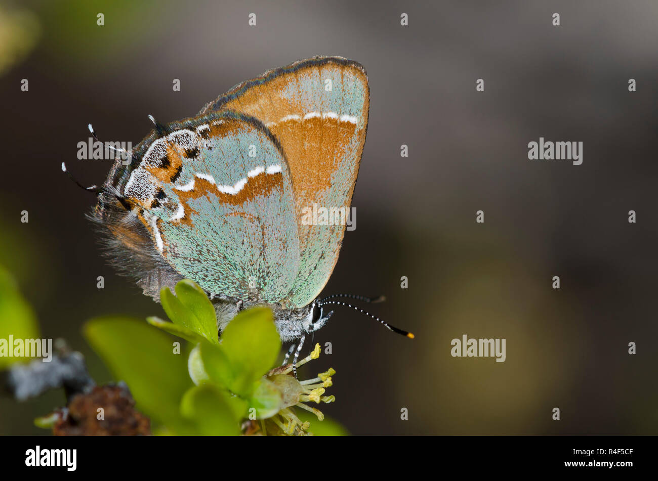 Juniper Hairstreak, Callophrys gryneus, nectaring from New Mexico Olive, Forestiera pubescens Stock Photo