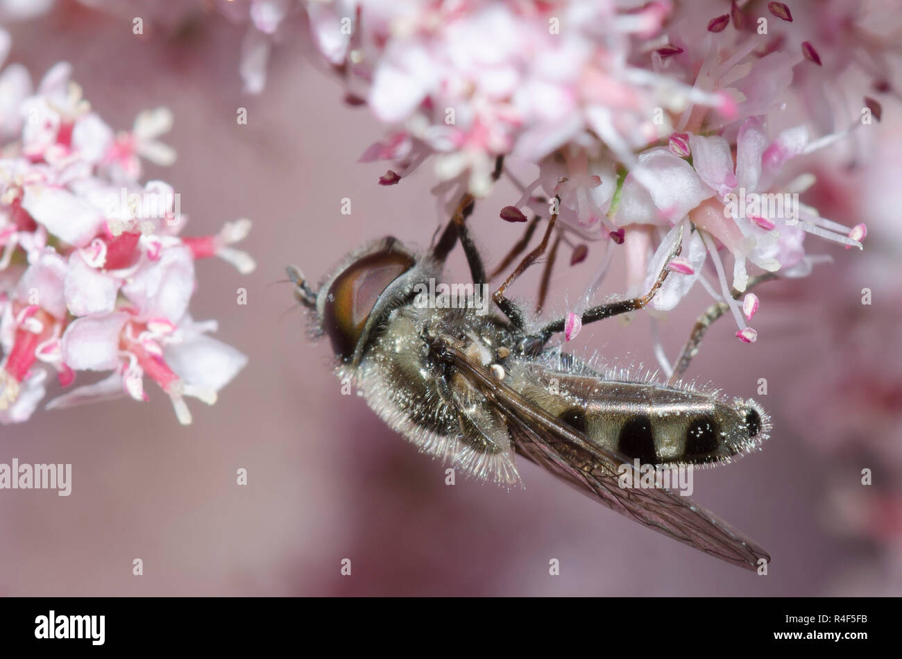 Syrphid Fly, Platycheirus sp., male nectaring from Saltcedar, Tamarix ramosissima Stock Photo
