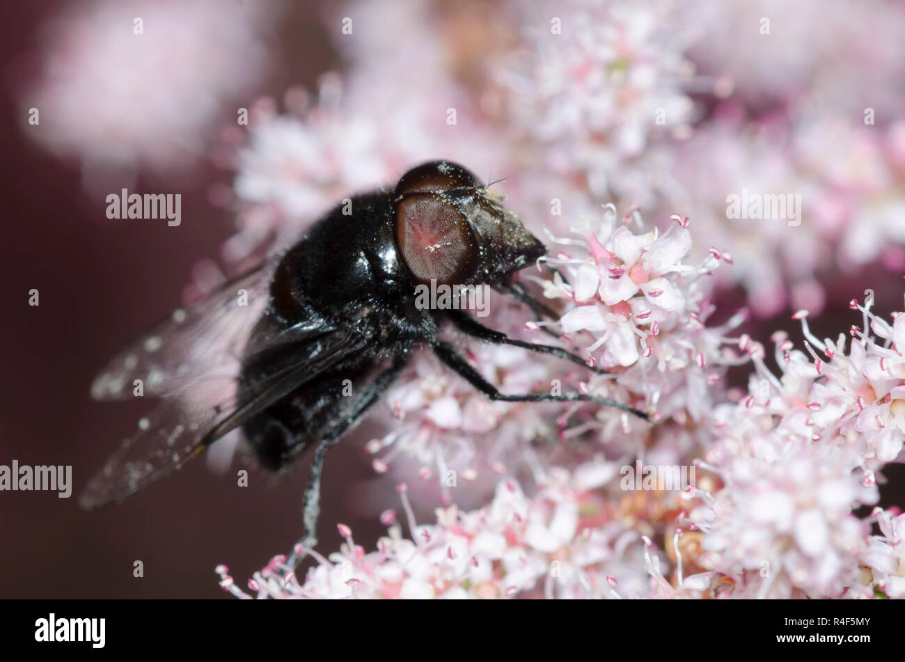 Anna's Bromeliad Fly, Copestylum anna, nectaring from Saltcedar, Tamarix ramosissima Stock Photo