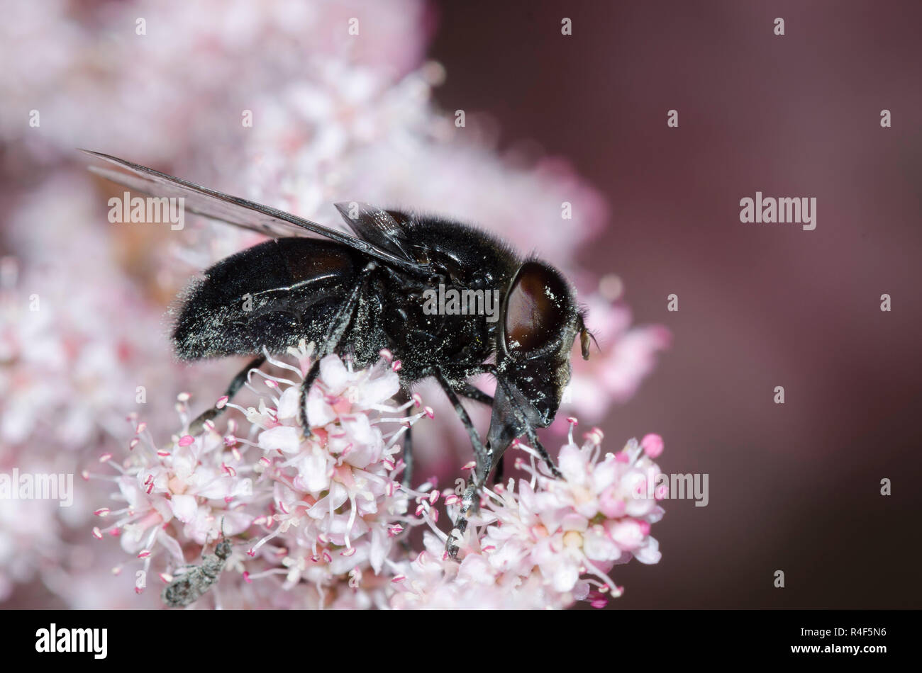 Anna's Bromeliad Fly, Copestylum anna, nectaring from Saltcedar, Tamarix ramosissima Stock Photo