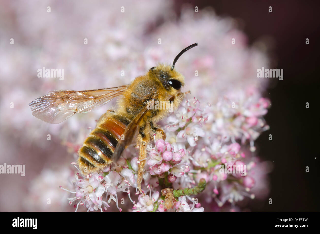 Mining Bee, Andrena prunorum, nectaring from Saltcedar, Tamarix ...