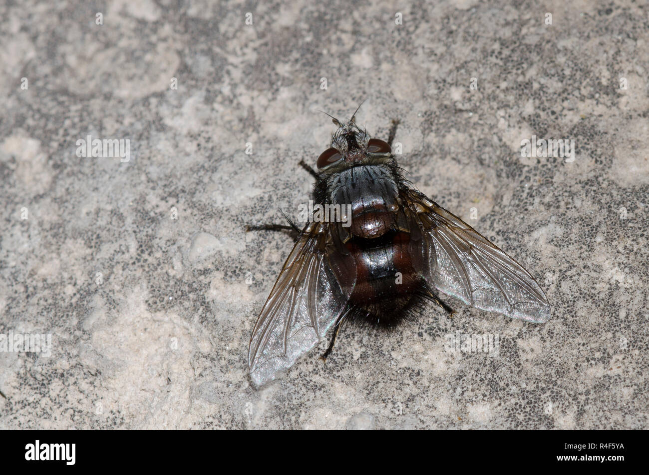 Tachinid Fly, Leschenaultia sp. Stock Photo