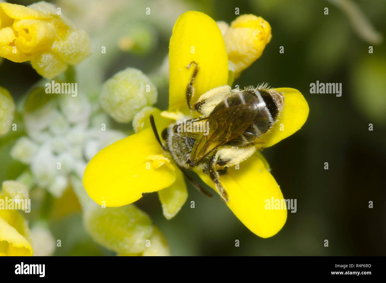 Mining Bee, Andrena sp., nectaring from bladderpod, Physaria sp. Stock Photo