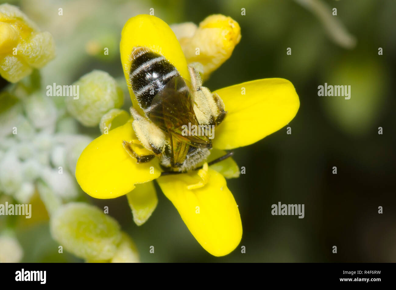 Mining Bee, Andrena sp., nectaring from bladderpod, Physaria sp. Stock Photo