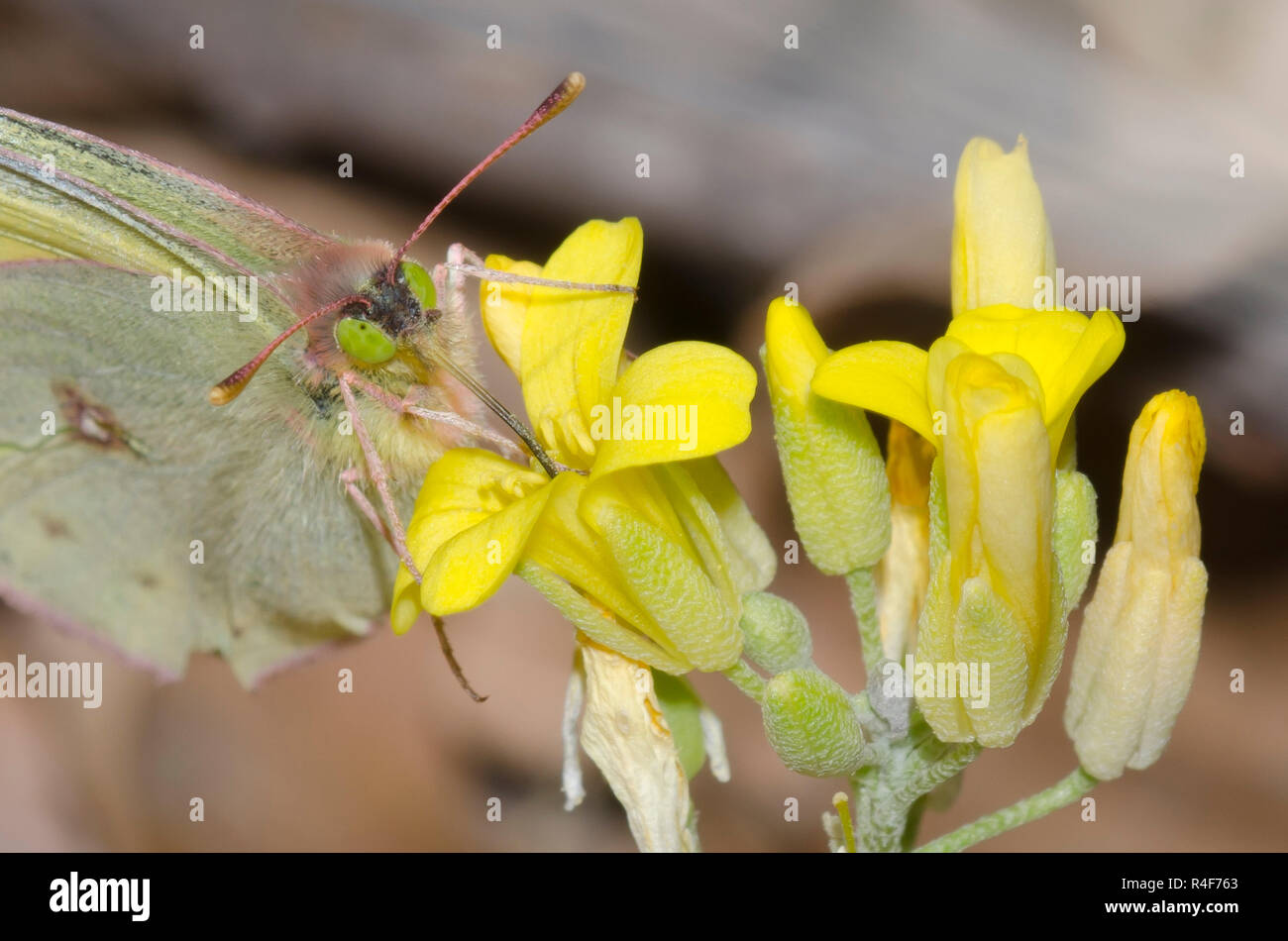 Clouded Sulphur, Colias philodice, nectaring from bladderpod, Physaria sp. Stock Photo