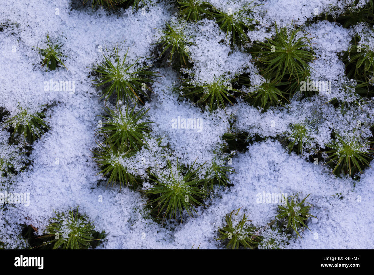 Close-up image of Hair-cap Moss partially covered with snow Stock Photo