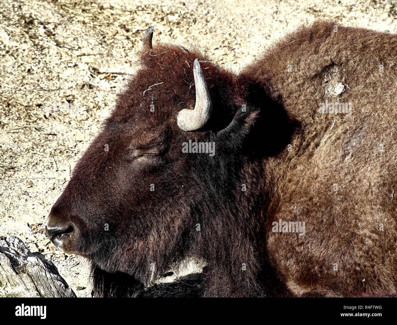 Buffalo head art hi-res stock photography and images - Alamy