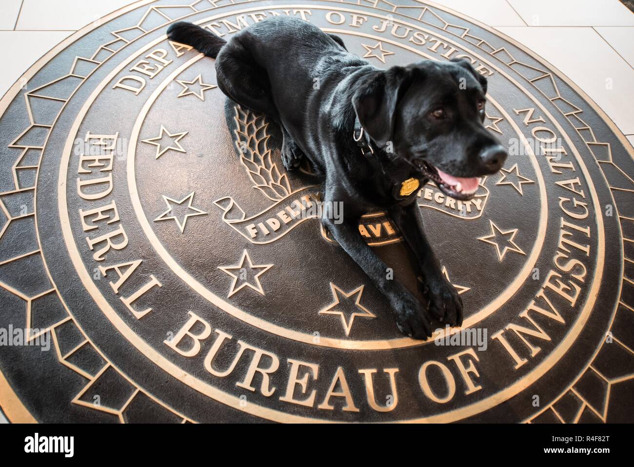 FBI K9 Officer on duty Stock Photo