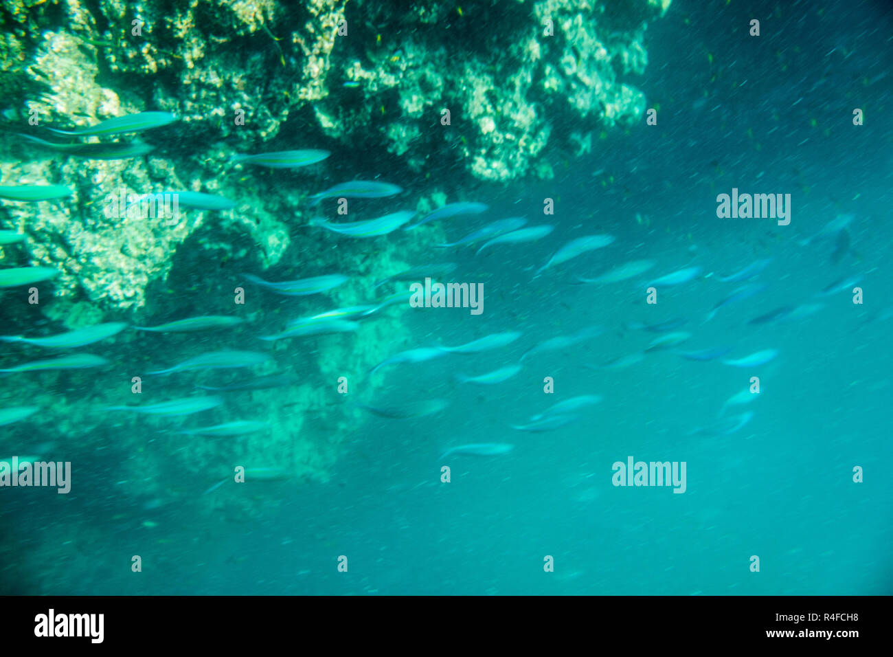 Mackerel fish underwater Stock Photo Alamy