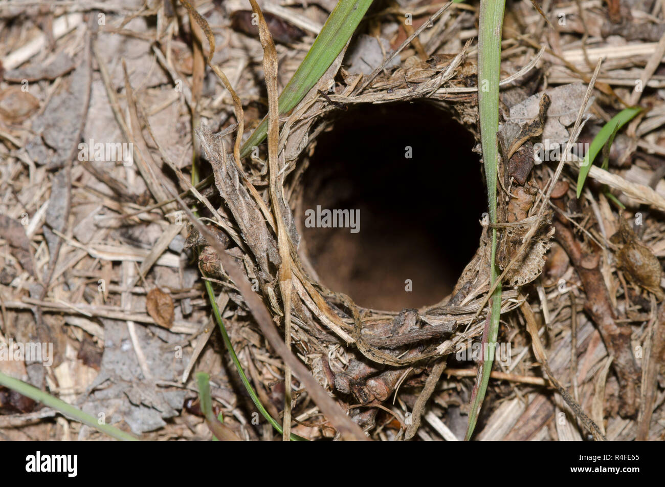 Burrow entrance of burrowing wolf spider, Family Lycosidae Stock Photo - Alamy