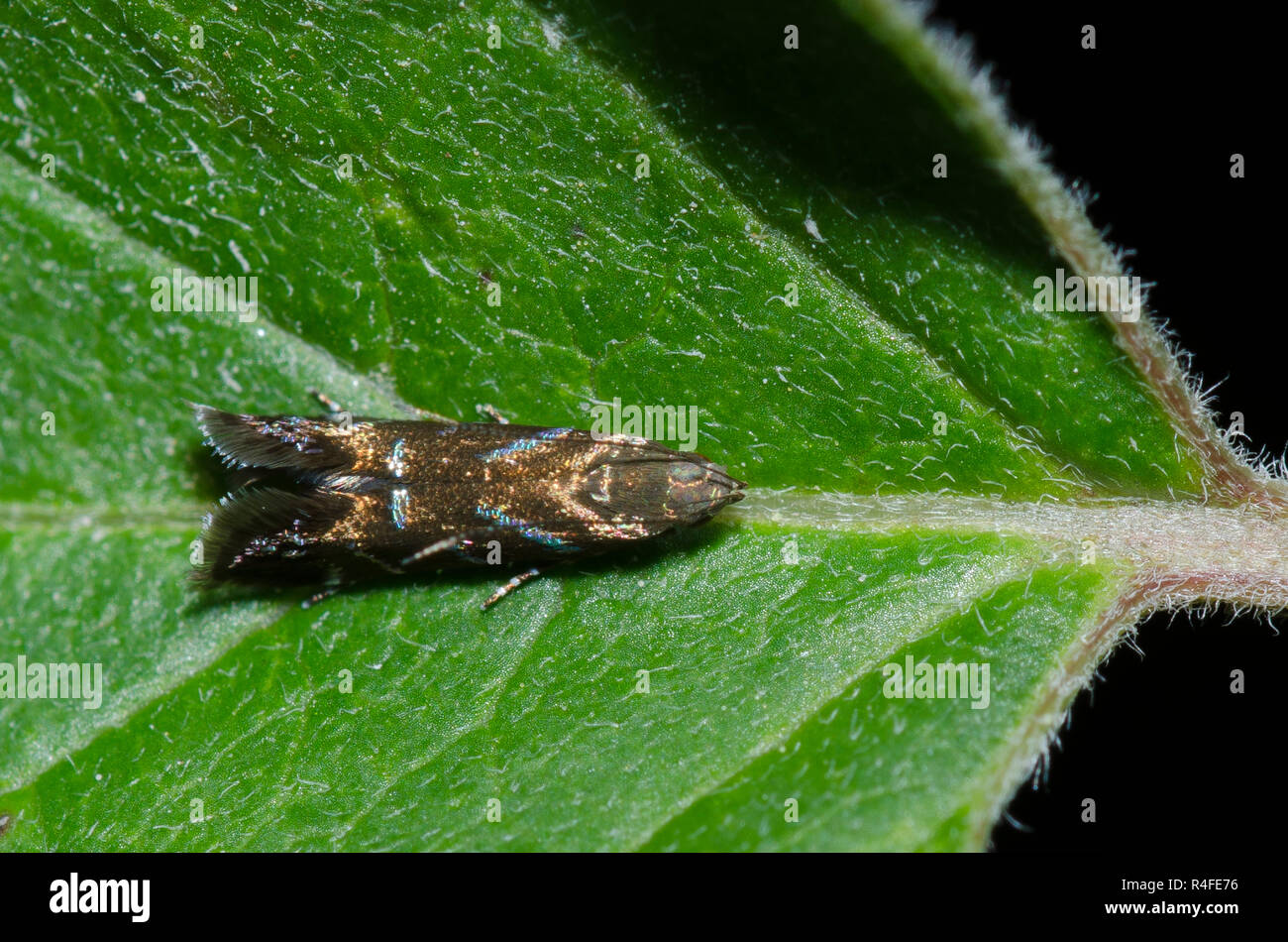Twirler Moth, Strobisia sp. Stock Photo