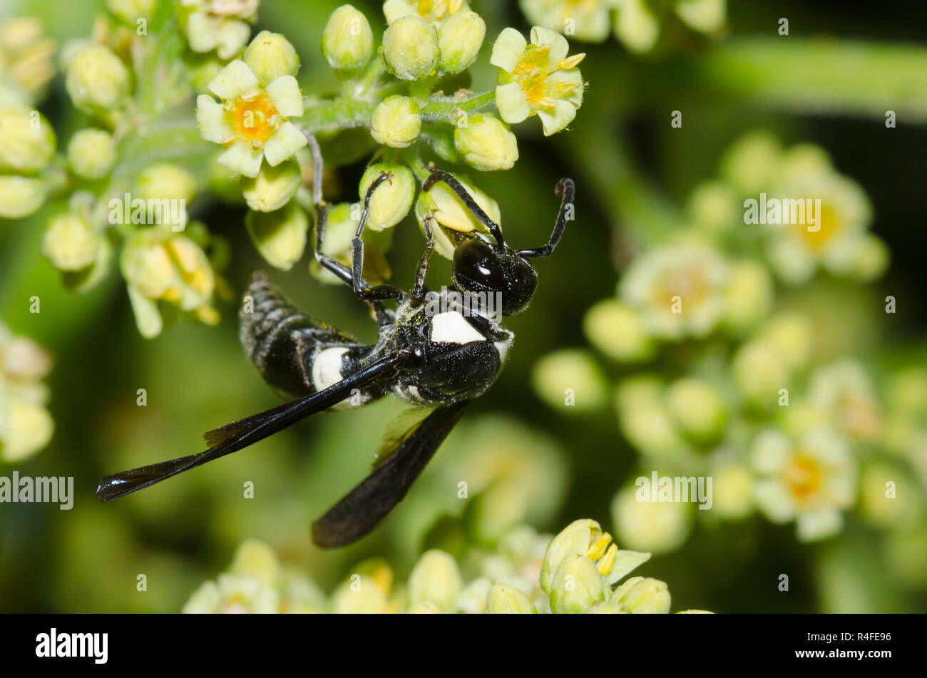 Four-toothed Mason Wasp, Monobia quadridens, on sumac, Rhus sp. Stock Photo