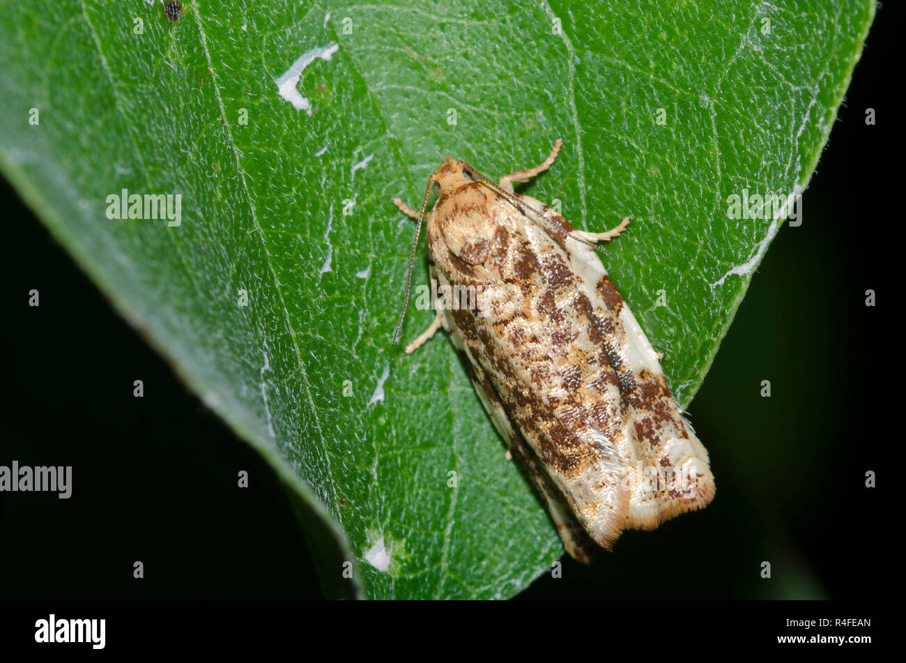 Fruit-Tree Leafroller Moth, Archips argyrospila Stock Photo