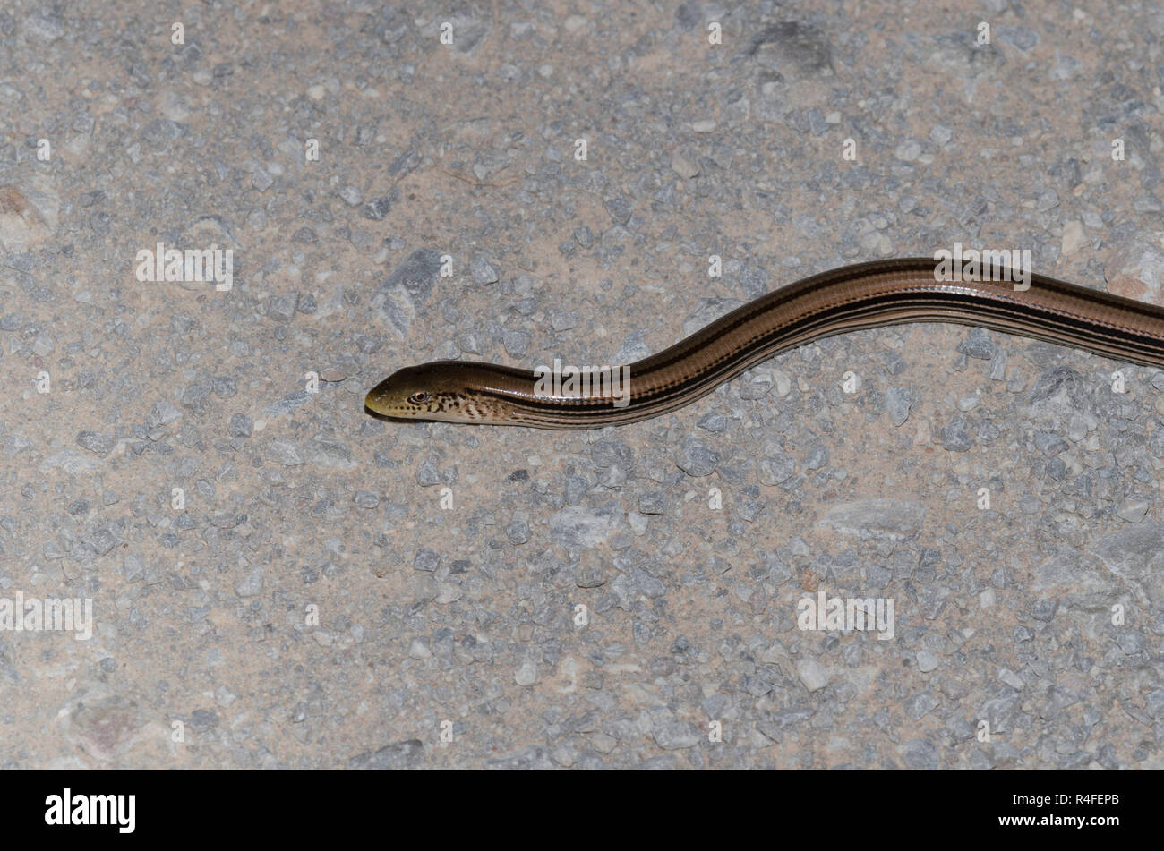 Western Slender Glass Lizard, Ophisaurus attenuatus Stock Photo Alamy